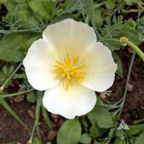 Eschscholzia Drought Tolerant White California Poppy Flower Seed