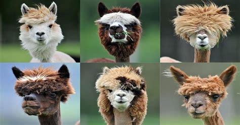 You can find the latest celebrity short haircuts, shoulder length hairstyles, long hairstyles here. Lama haircuts : pics