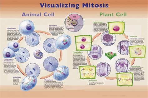 Poster Visualizing Mitosis Laminated Anderson Scientific