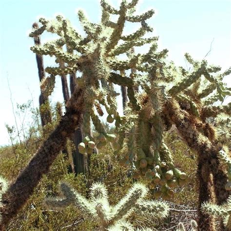 Desert Plants Names And Adaptations With Pictures Plants Desert