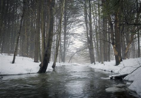 Stream In Foggy Forest Stock Image Image Of Snowy Water 92979399