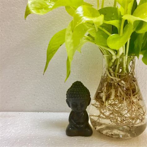 Check spelling or type a new query. Money plant golden, Neon pothos, Air purifying indoor plant, Money pla - The Plant Shop-Plant ...