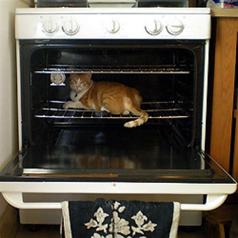 Why Is The Cat In My Oven Why Is The Cat In My Oven Cookinghacks