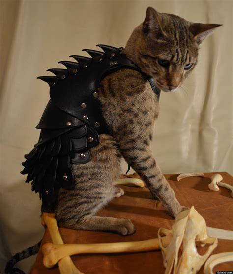 Cat Battle Armor Is Battle Armor For Your Cat Photos Huffpost