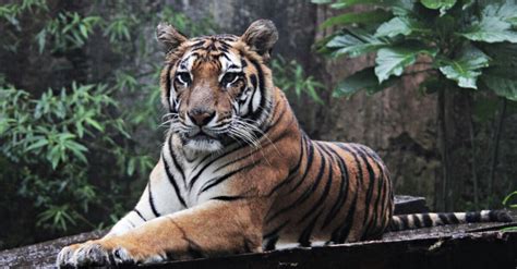 Another Critically Endangered Sumatran Tiger Found Poisoned In