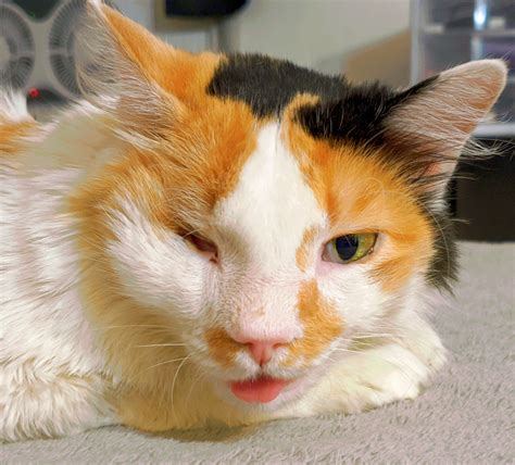 Meet The Stunning Calico Cat Who Found A Wonderful Forever Home After