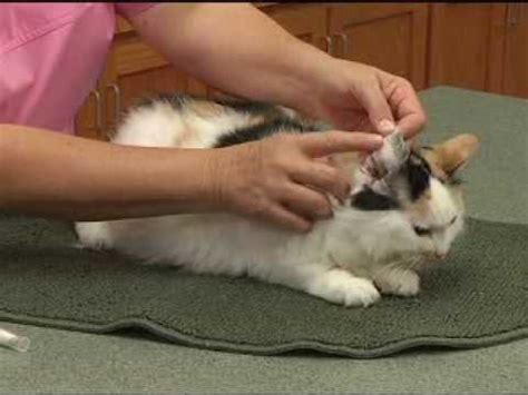 Several treatment options for hyperthyroidism exist, each with advantages and disadvantages. Using Transdermal Medications for your Pet - YouTube