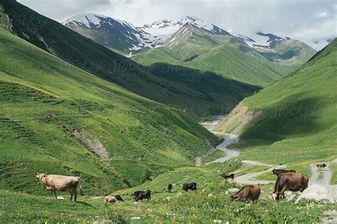 Cows On The Caucasus Mountains By Stocksy Contributor Luis Velasco