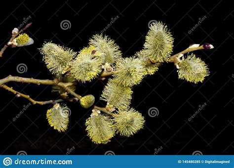 Willows On Black Background Stock Image Image Of Great Head 145480285