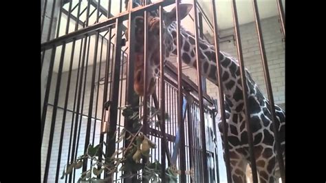 Feeding Giraffes At The St Louis Zoo Youtube