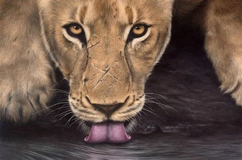 Lioness Painting Painting By Rachel Stribbling