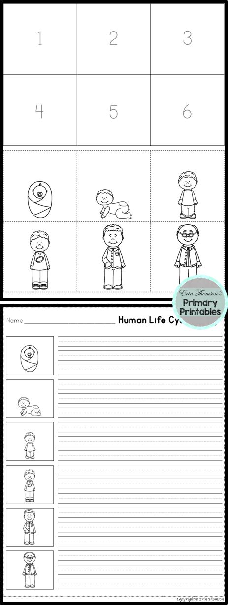 Human Life Cycle Sequencing Worksheet