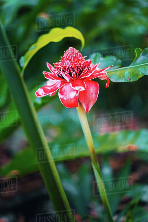 Red Torch Ginger Local Flower In Tropical Rainforest Stock Photo