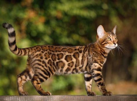 What Kind Of House Cat Looks Like A Leopard Catwalls