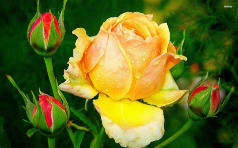 Flowers are one of the most beautiful creations of nature. Free photo: Yellow Rose - Flower, Gift, Nature - Free ...