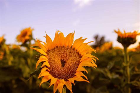 11 Best Sunflower Fields In California Addresses Photos