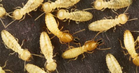 Are Springtails In Soil Good Or Bad? (Digging Up The Truth!)