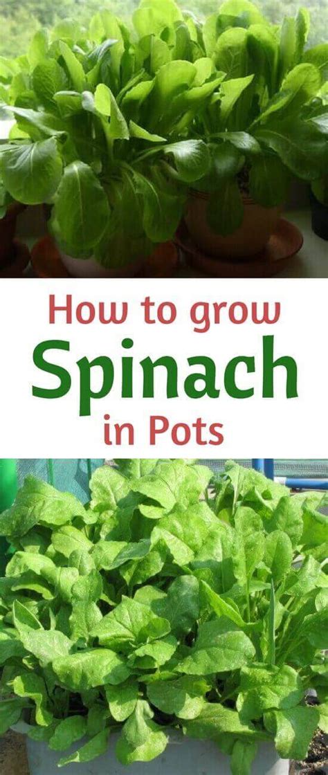 How To Grow Spinach In Pots Growing Spinach In Containers And Care