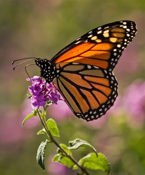 Which Native Milkweeds Should You Plant For Monarch Butterflies Artofit