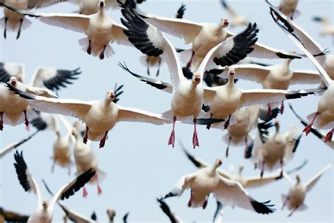 This Bird Has Flown Unravelling The Mysteries Of Bird Migration New