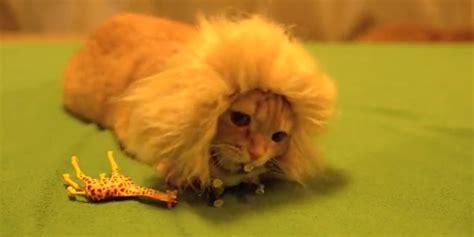 Pm if you need a larger or smaller size. Just A Cat. Wearing A Lion Mane. Making Our Day. (VIDEO)