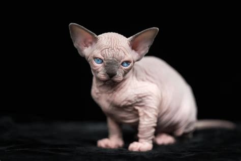 The 3 Breeds Of Cute Hairless Cats In Detail With Pictures