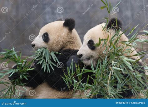 Pair Of Chinese Giant Pandas Stock Image Image Of Rare Species 8804349