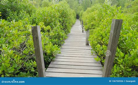Wooden Bridge At Mangroves In Tung Prong Thong Or Golden Mangrove Field