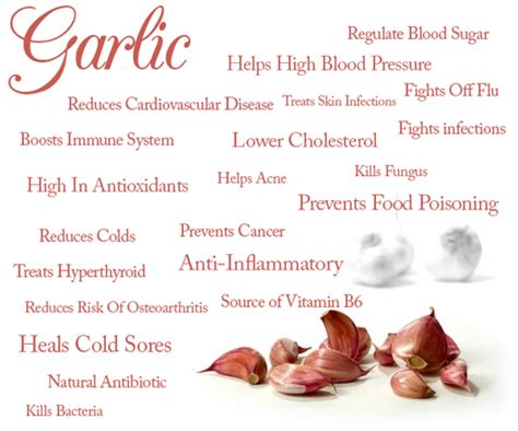 Garlic Antibiotic Holistic Health