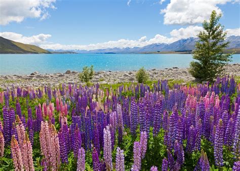 Visit Lake Tekapo On A Trip To New Zealand Audley Travel