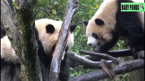 Baby Panda Cute Pandas Funny Pandas Best Compilation31 Youtube