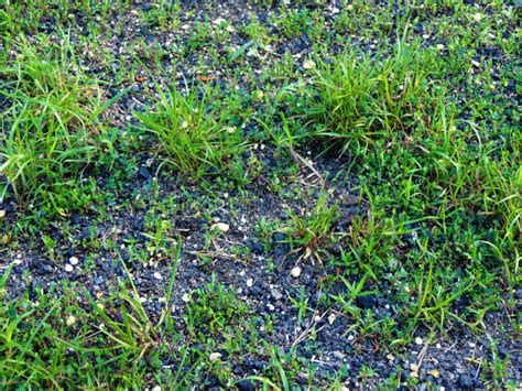 Dirt Patch Surrounded By Grass Stock Image Image Of Lawn Yard 14506069
