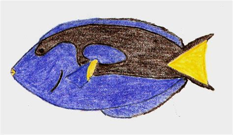 3 Ways To Draw A Blue Tang Wikihow