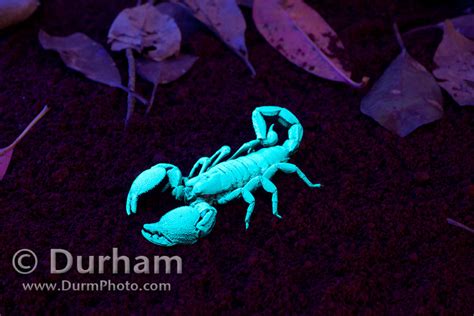Glowing Scorpion The Emperor Scorpion Pandinus Imperator Flickr