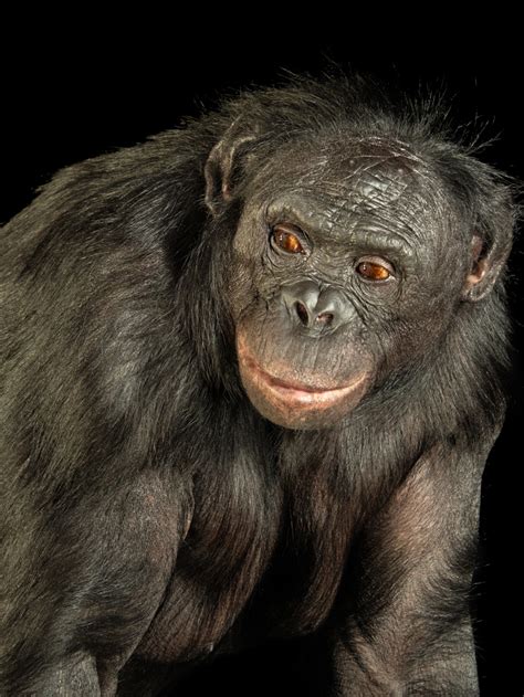 Bonobos Vs Chimps