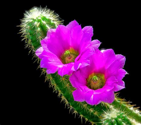 Flower Homes The Most Beautiful Cactus Flowers