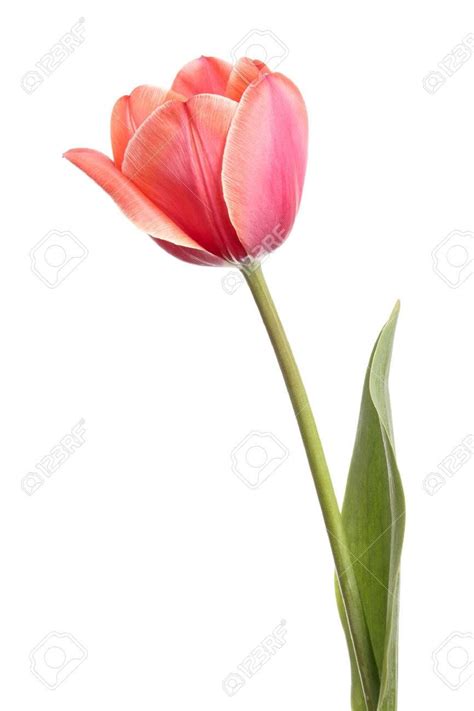 Beautiful Single Pink Tulip Flower Isolated On A White Background Stock