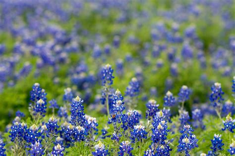 Think You Know All Of These 8 Fun Facts About Texas Bluebonnets