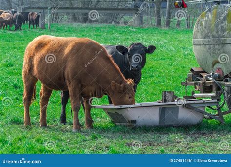 Black And Brown Cows On A Green Meadow Drinking Water Stock Image
