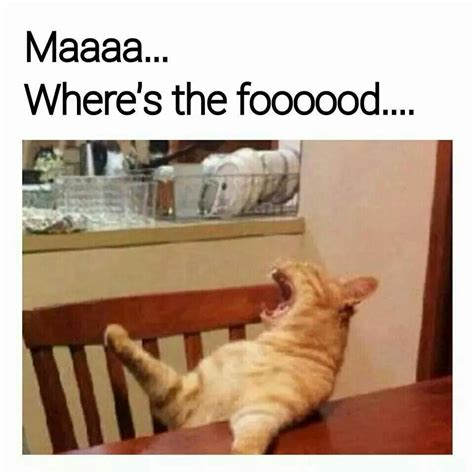 Hungry Cat Funny Cat Pictures Funny Cat Memes Cat Memes