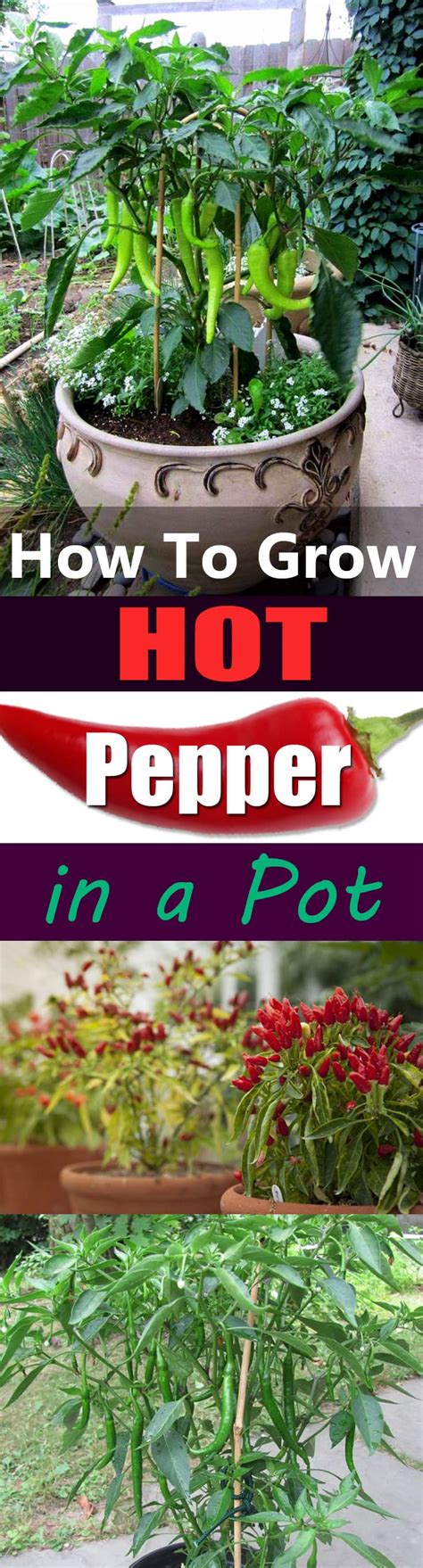 Growing Hot Peppers In Containers How To Grow Chili Peppers In Pots