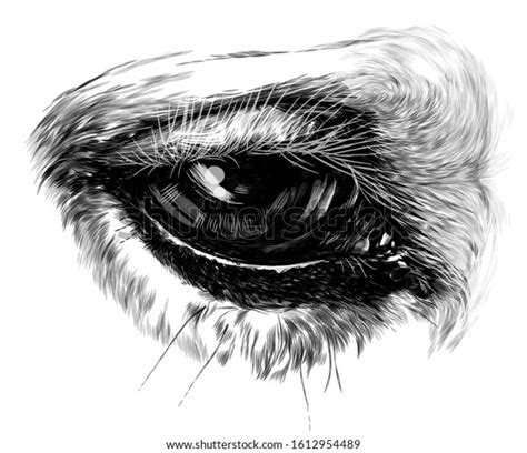 Horse Eye Closeup Sketch Vector Graphics Stock Vector Royalty Free