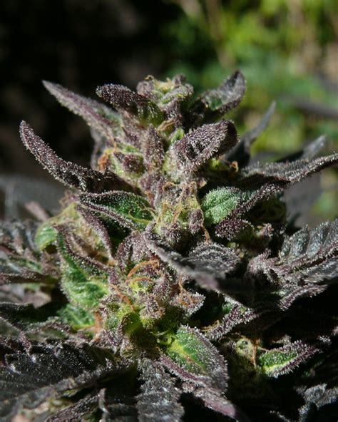 Grand Daddy Purple Flowering Time Indoor Best Flower Site