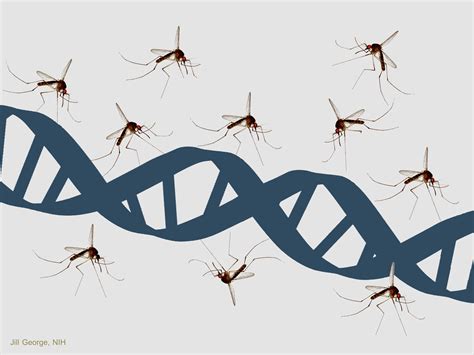 Gene Drive Research Takes Aim At Malaria Nih Directors Blog