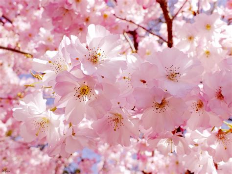 Cherry Blossoms By Klytia70 On Deviantart