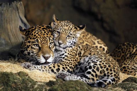 Baby Jaguar Amazon Rainforest 1600x1200 Download Hd Wallpaper