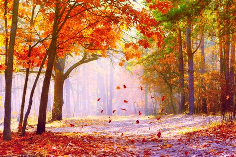 The Falling Leaves Wallpaper Nature And Landscape Wallpaper Better