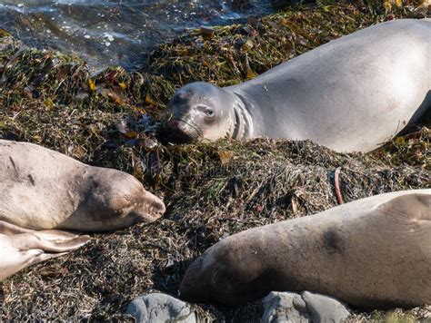 Elephant Seals On The Beach Stock Image Image Of America Harbor