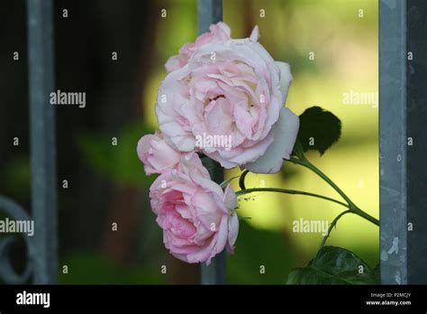 Close Look Of A Pink Rose Flower Stock Photo Alamy