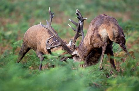 Red Deer Stags During The Autumn Rut Tony Moss Wildlife Photographer